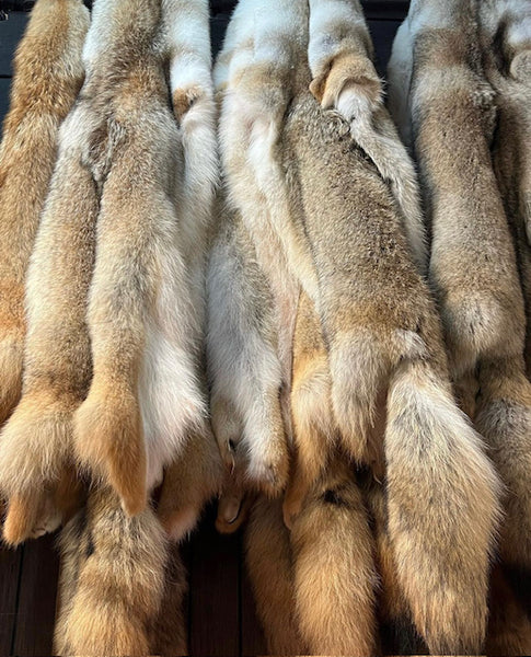 Coyote Fur Pelts – Bill Worb Furs Inc.