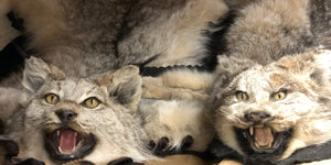 FULL HEAD RUGS & MOUNTS