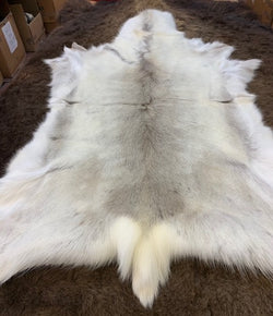 Almost all white reindeer fur pelts - Bill Worb Furs