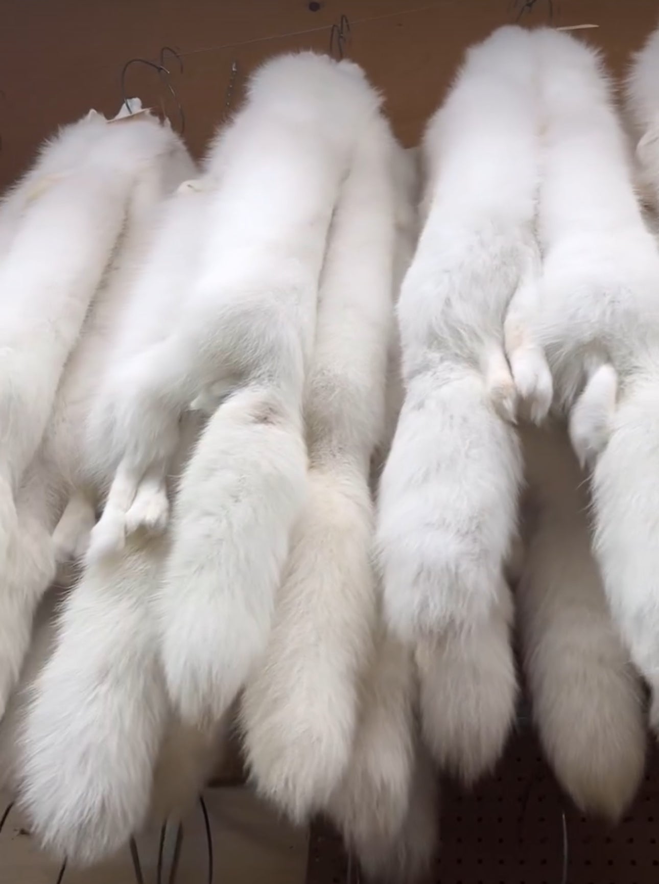 Arctic Fox Fur Bill Worb Furs Inc.