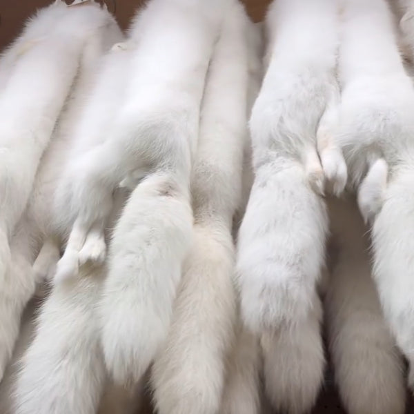 Arctic Fox Fur – Bill Worb Furs