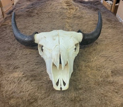 Authentic buffalo skull - Bill Worb Furs