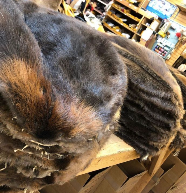 Beaver fur pelts real fur top quality - Bill Worb Furs