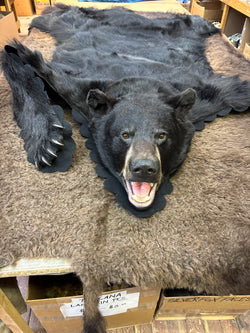 Black bear fur rug mount - Bill Worb Furs