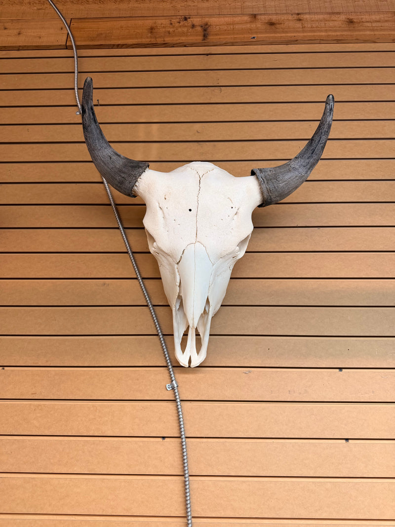 Buffalo skulls - Bill Worb Furs