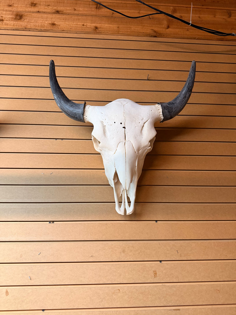 Buffalo skulls - Bill Worb Furs