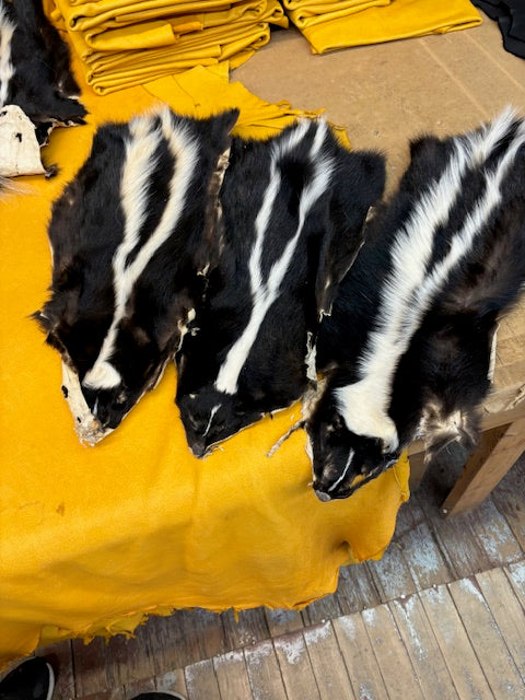 Commercial skunk pelts without tails - Bill Worb Furs