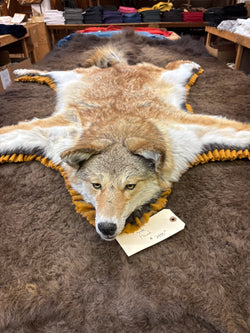 Coyote animal mount taxidermy - Bill Worb Furs