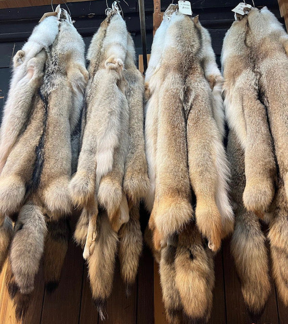 Coyote Fur Pelts – Bill Worb Furs Inc.