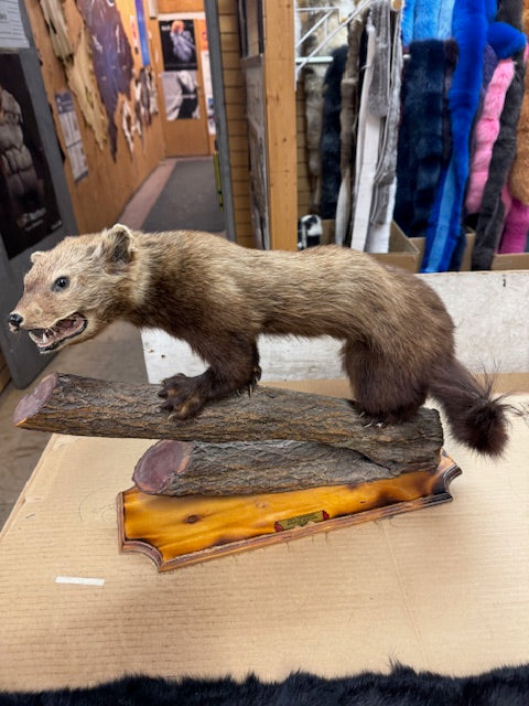 Fisher mount taxidermy - Bill Worb Furs