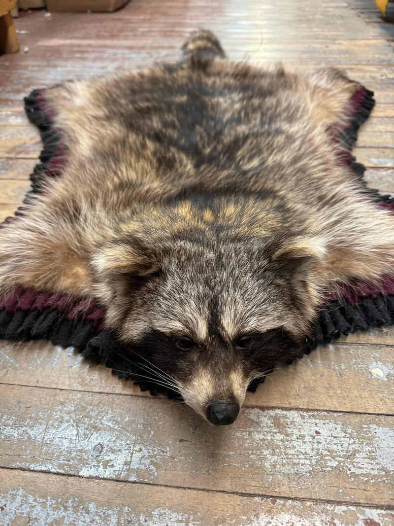 Raccoon fur rug or mount Bill Worb Furs