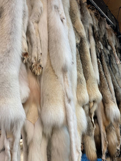 Timberwolf fur pelts Bill Worb Furs