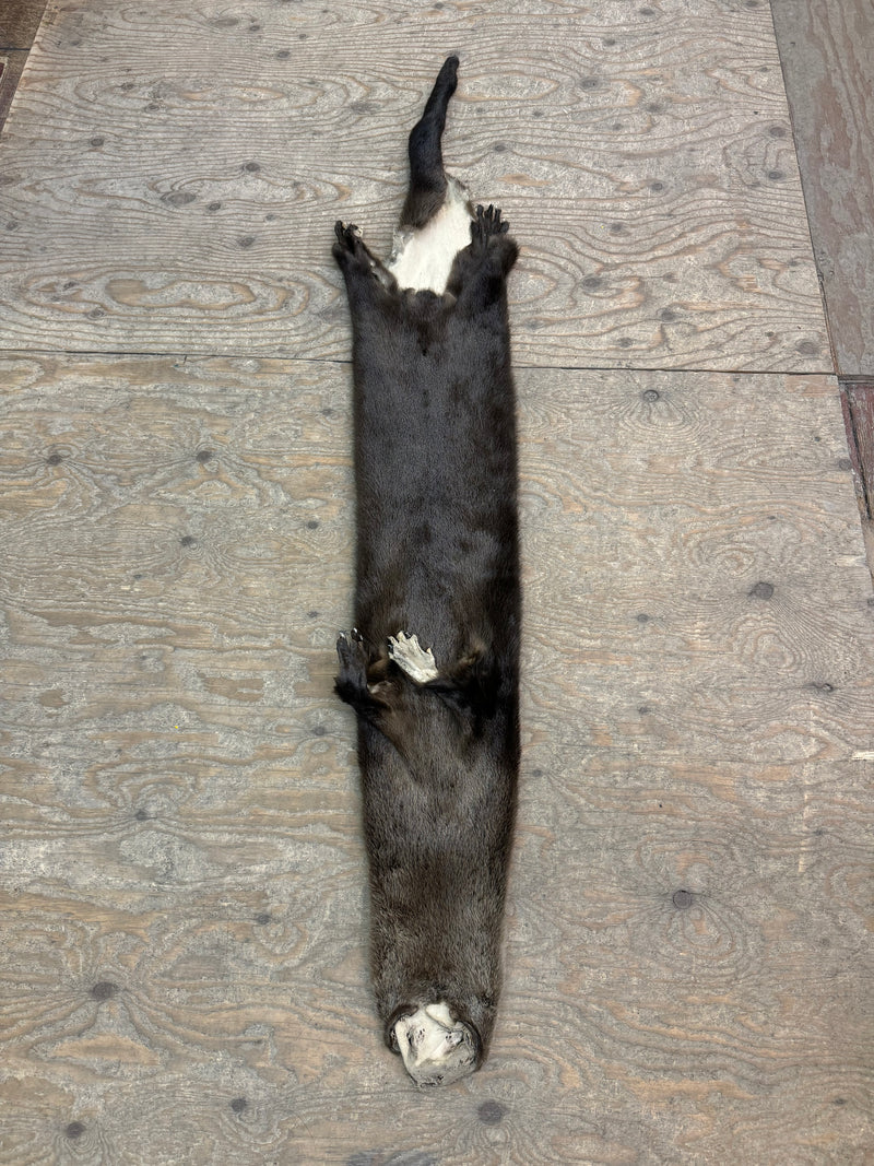 otter fur pelts with legs, paws and claws - Bill Worb Furs