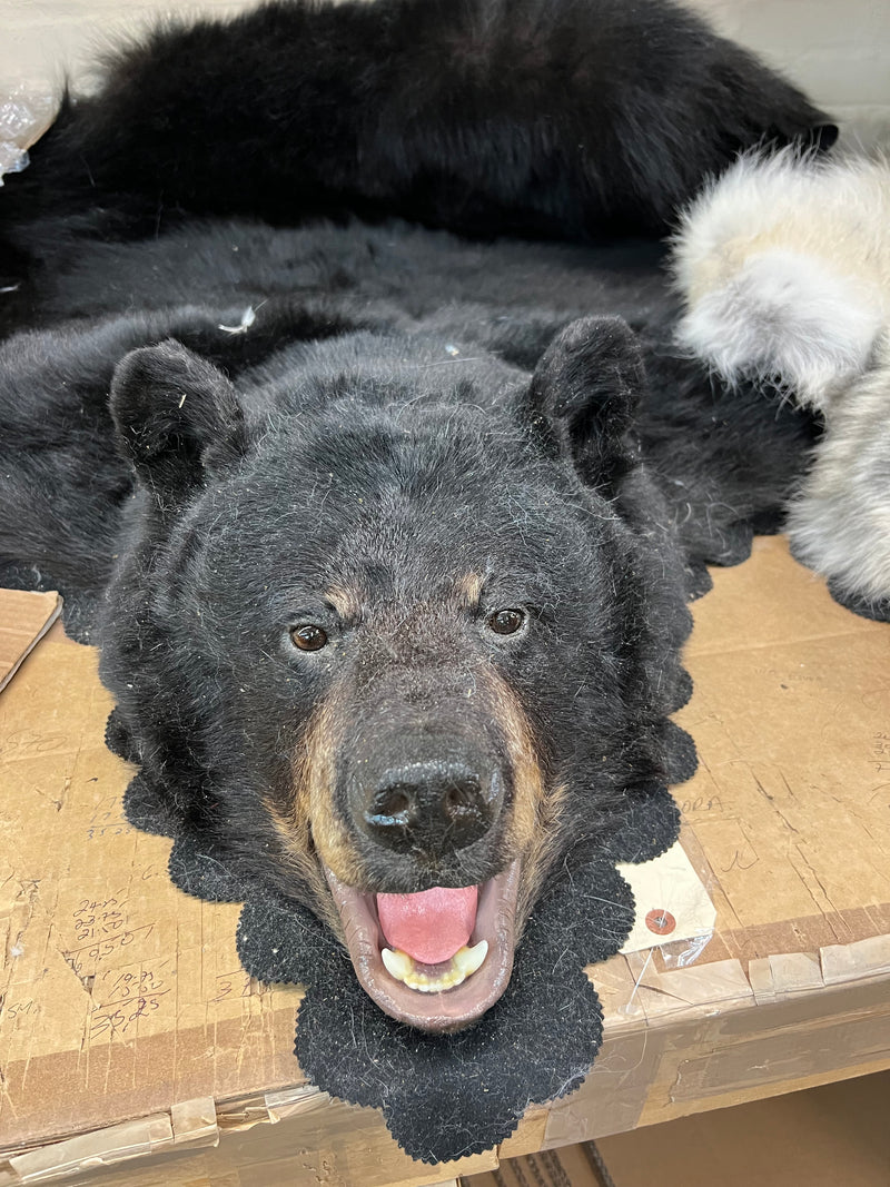 Black bear rug - Bill Worb Furs