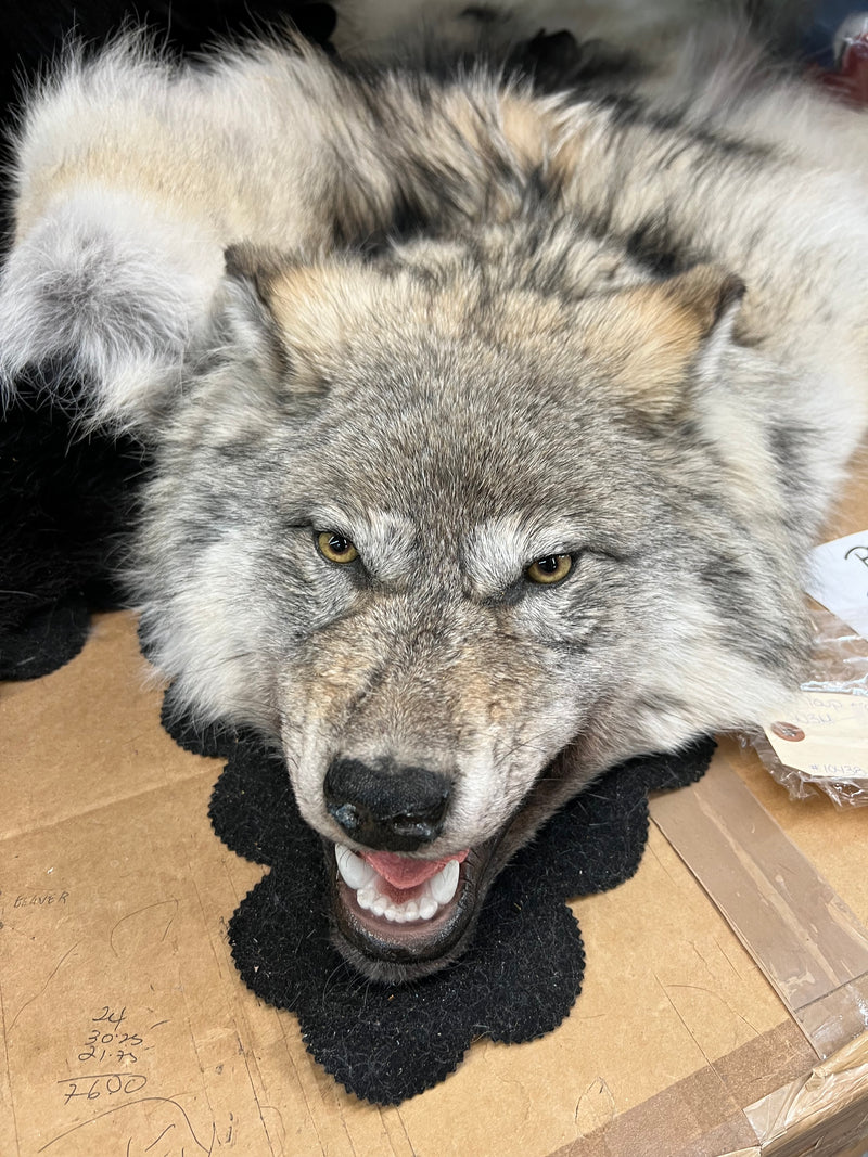 Timberwolf full head rug - Bill Worb Furs