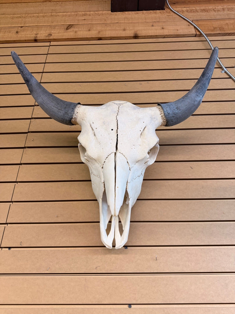 Authentic Buffalo Skull