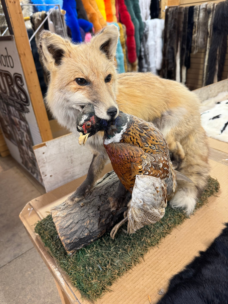 Red fox with pheasant taxidermy - Bill Worb Furs