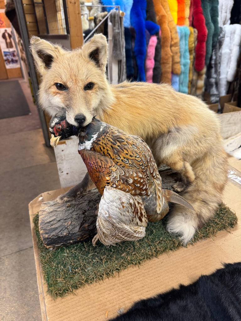 Red Fox with Pheasant Mount – Bill Worb Furs Inc.