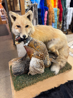 Red fox with pheasant taxidermy - Bill Worb Furs