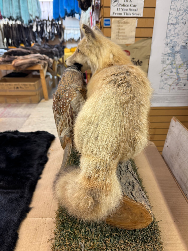 Red fox with pheasant taxidermy - Bill Worb Furs