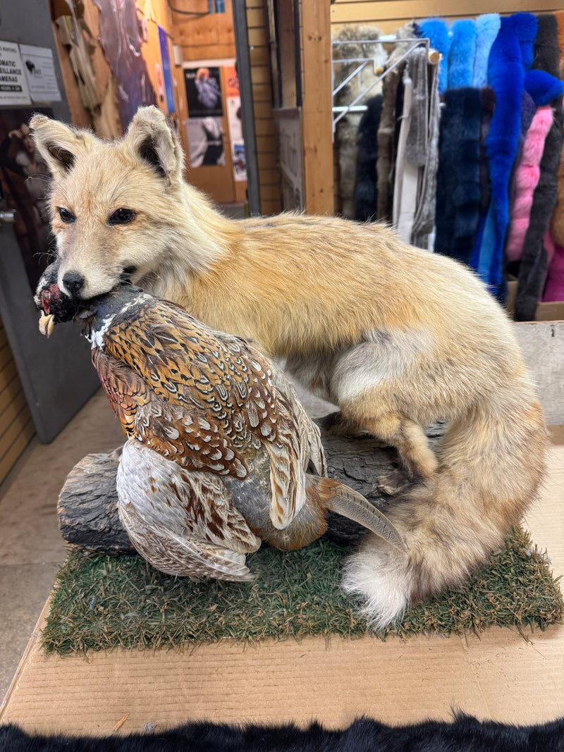 Red fox with pheasant taxidermy - Bill Worb Furs