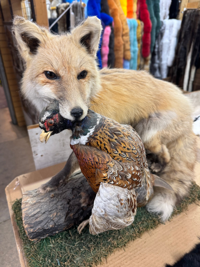 Red fox with pheasant taxidermy - Bill Worb Furs