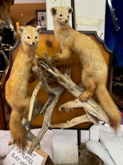 Marten on driftwood wall mount taxidermy - Bill Worb Furs