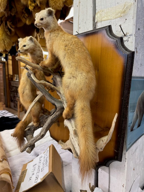 Marten on driftwood wall mount taxidermy - Bill Worb Furs