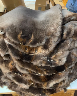 Sheared beaver fur pelts top quality - Bill Worb Furs