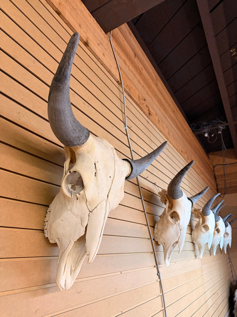 Buffalo skulls - Bill Worb Furs