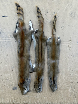 Squirrel fur pelts - Bill Worb Furs