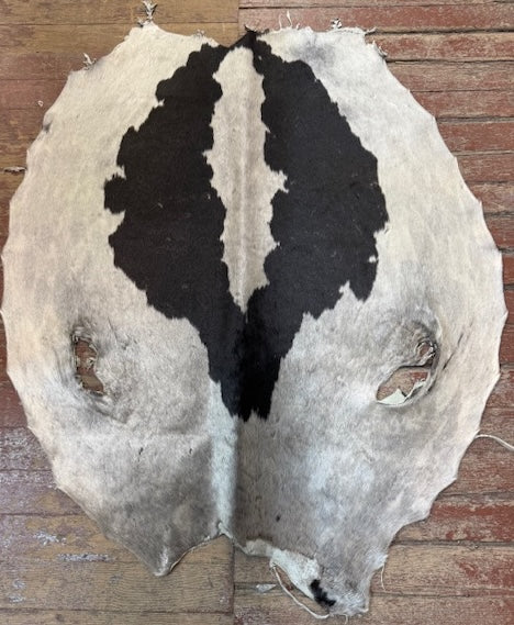 Giant seal fur skin - Bill Worb Furs
