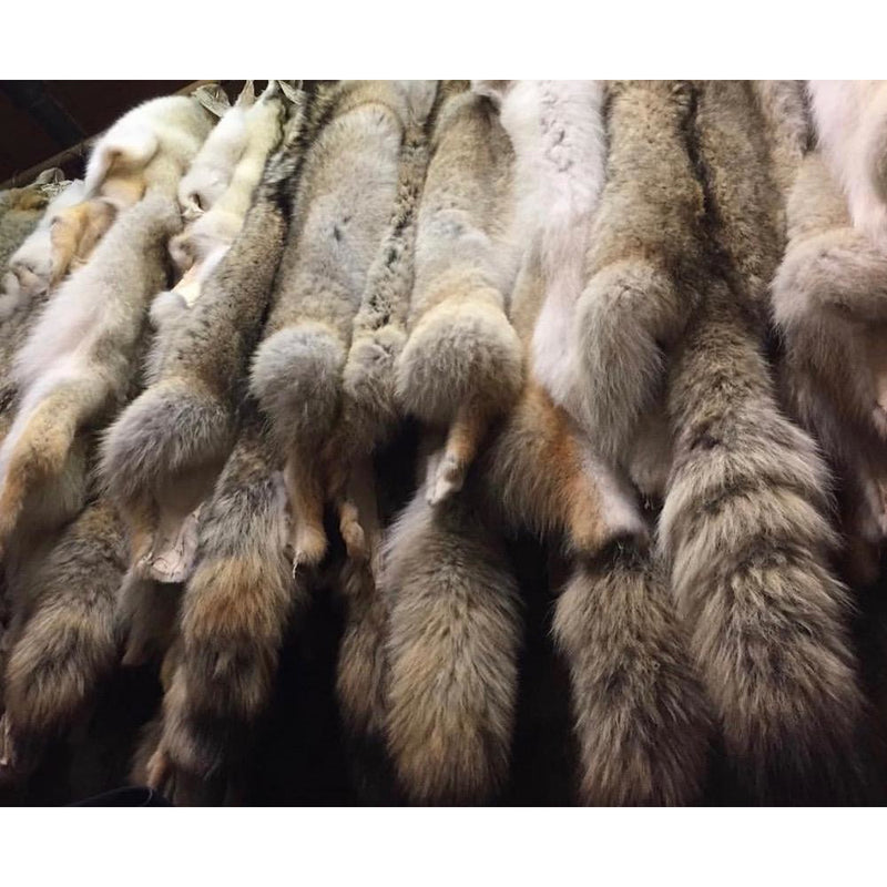 commercial quality coyote fur pelts