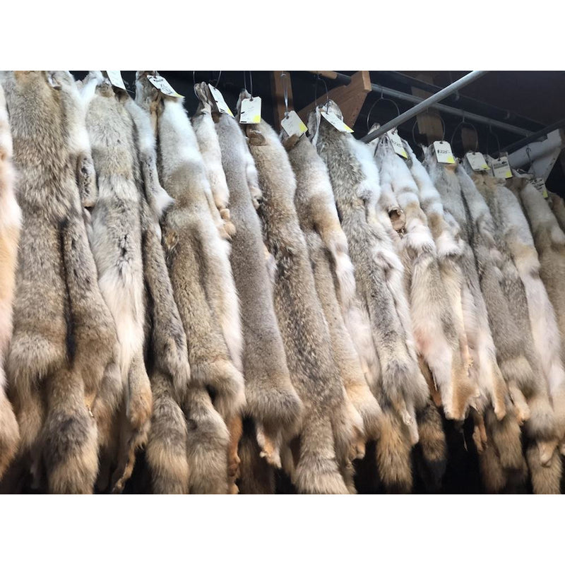 real coyote fur pelts top quality - Bill Worb Furs