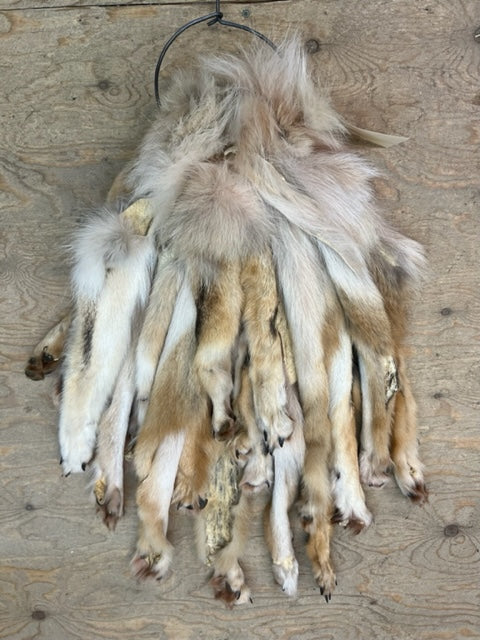 Coyote fur legs - Bill Worb Furs