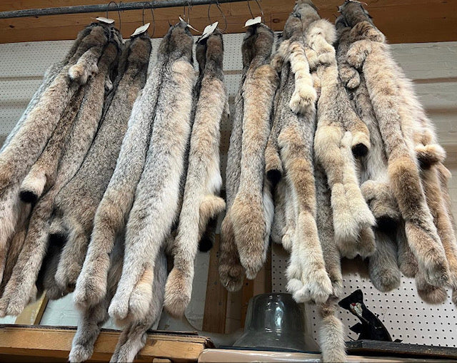 Excellent quality lynx fur pelts - Bill Worb Furs