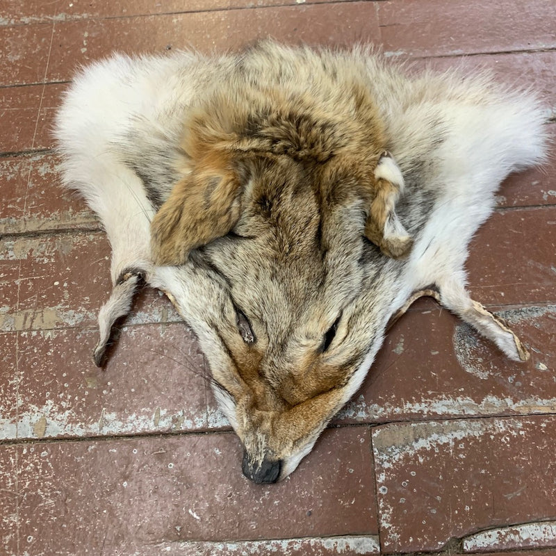 natural coyote faces - Bill Worb Furs