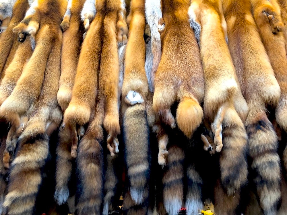 Red Fox Wild Fur – Bill Worb Furs Inc.