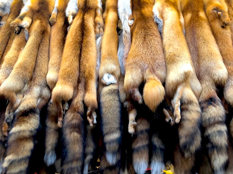 red fox wild fur pelts