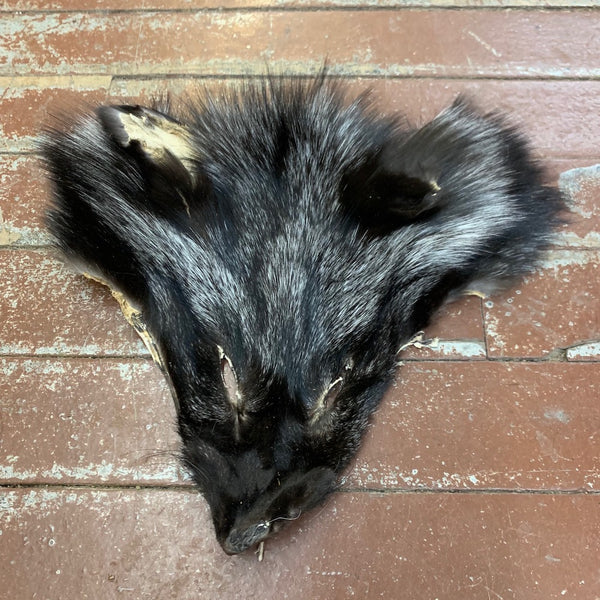 Silverfoxface_600x600_crop_cen