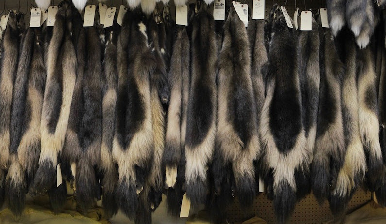 wolverine fur pelts real